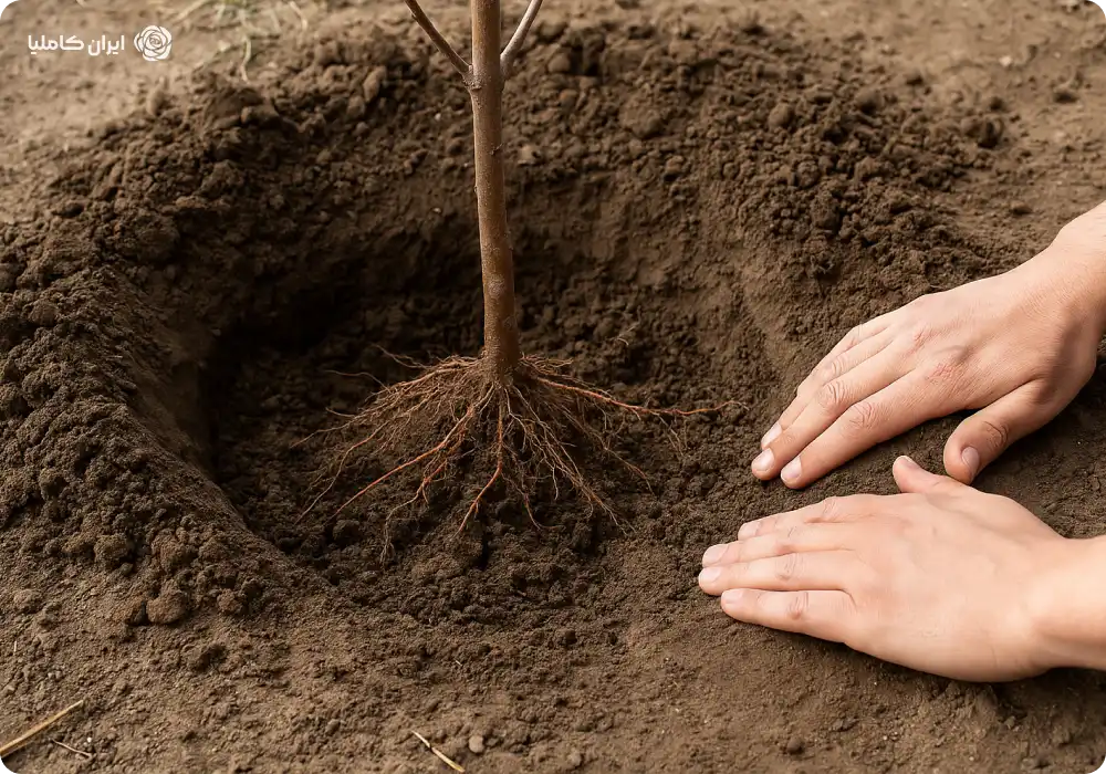 درخت پایه رویشی